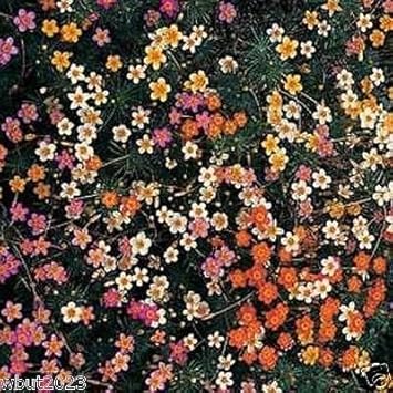 Mix Leptosiphon Flower Seeds for Planting - 100 seeds for planting in home garden