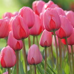 Heirloom Non-GMO Pink Tulip Flower Seeds for Planting – Elegant Spring-Blooming Garden Flowers for planting in your garden.