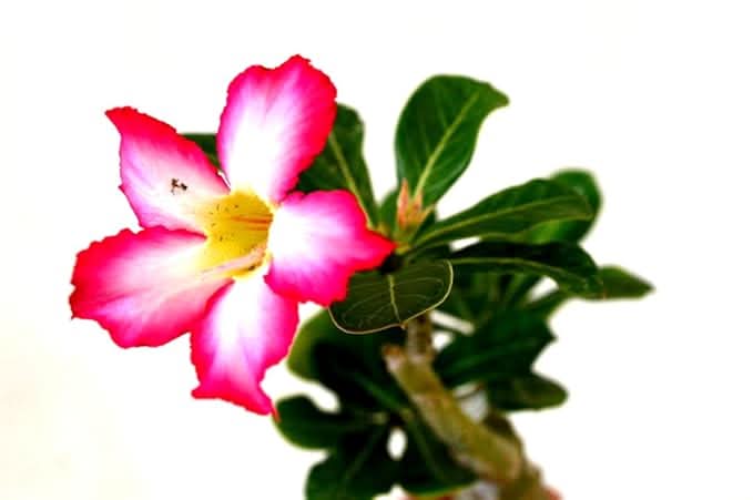 Adenium Desert Rose Mixed Colors Succulent Flower Seeds