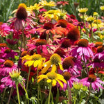 Echinacea purpurea seeds for healing and garden use