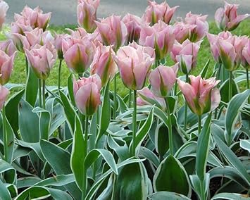 Green Pink Tulip Flower Seeds for Planting – Heirloom, Non-GMO, Vibrant Blooms