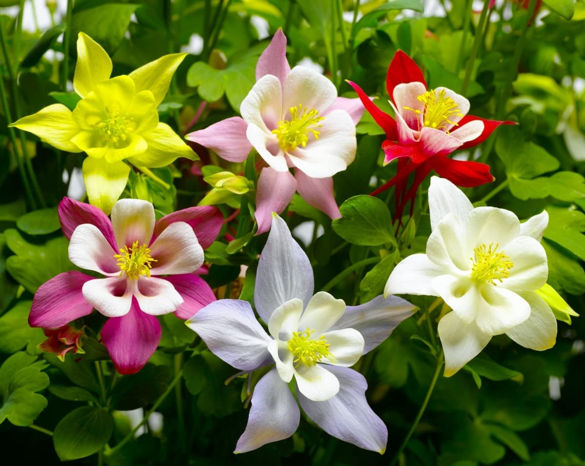 Aquilegia Mixed Perennial  Flowering Seeds For Planting