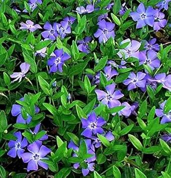 Vinca Minor Flower Seeds for Planting -NON GMO Seeds Dhara Seeds