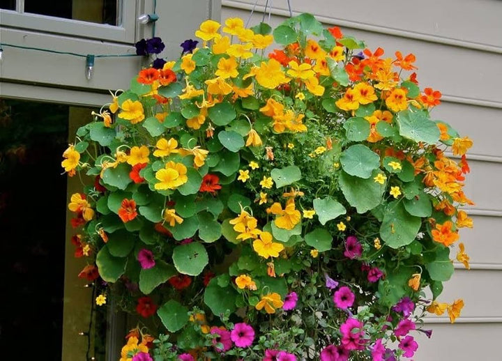 Heirloom Non-GMO Nasturtium Flower Seeds for Planting – Mixed Color Edible Blooms for Garden Borders