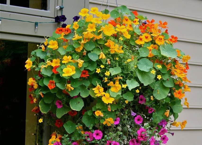 Nasturtium Flower Seeds for Bright, Edible Blooms