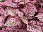 Hypoestes Polka Plant Seeds Pink for Planting 100 Dhara Seeds