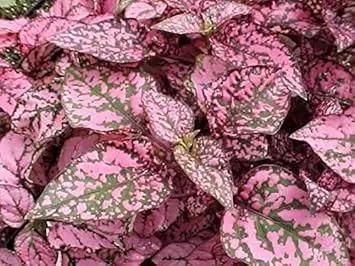 Hypoestes Polka Plant Seeds Pink for Planting 100 Dhara Seeds