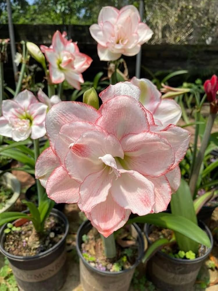 Yellow Sunrise Amaryllis Bulbs for planting in flower bed