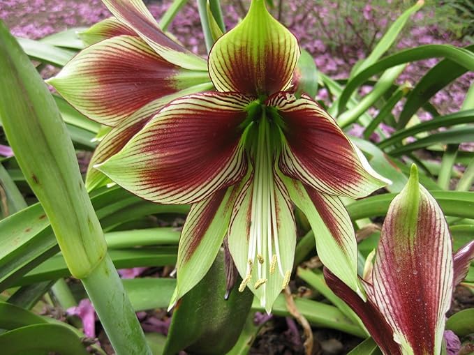 Mixed Hippeastrum Flower - Heirloom, Non - Gmo Seeds