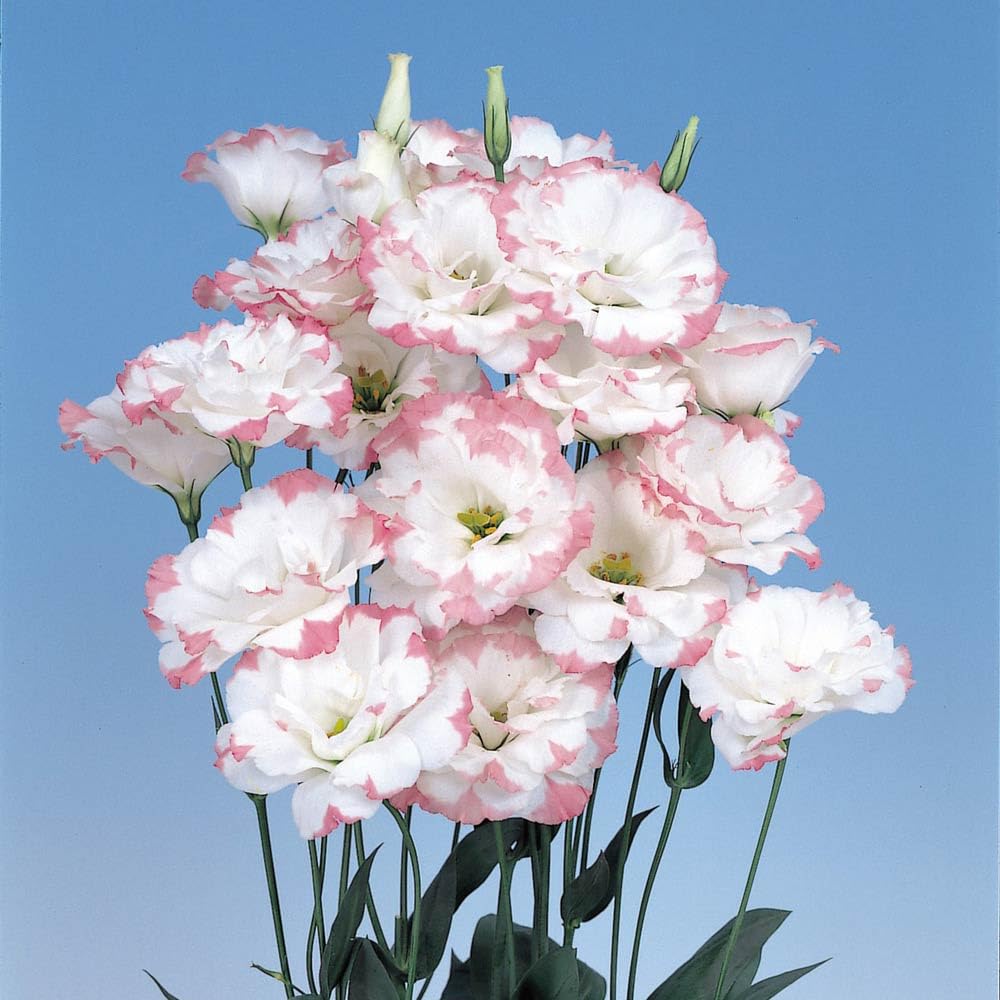 Lisianthus Eustoma Grandiflorum Pink Picotee Flower Seeds for Planting – Suitable for Elegant Garden Borders and Containers