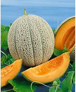 Jumbo Cantaloupe Fruit Seeds - Grow Giant, Juicy Cantaloupes in Your Garden