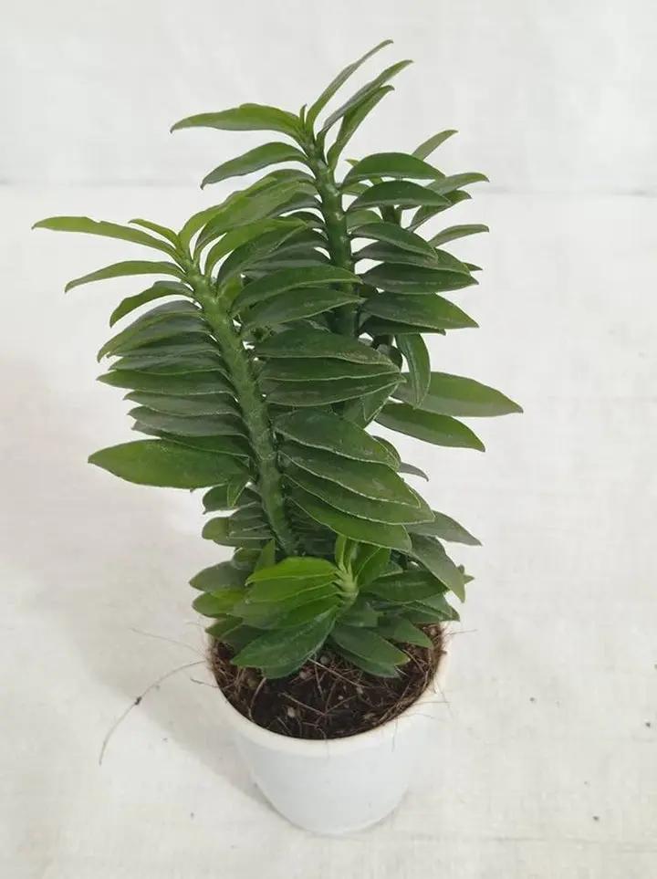 Green Pedilanthus Planting Seeds for Garden NON GMO Seeds Dhara Seeds