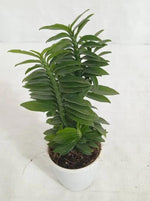 Green Pedilanthus Planting Seeds for Garden NON GMO Seeds Dhara Seeds