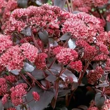 Pink Sedum Telephium Plant Seeds for Planting - NON GMO Seeds Dhara Seeds