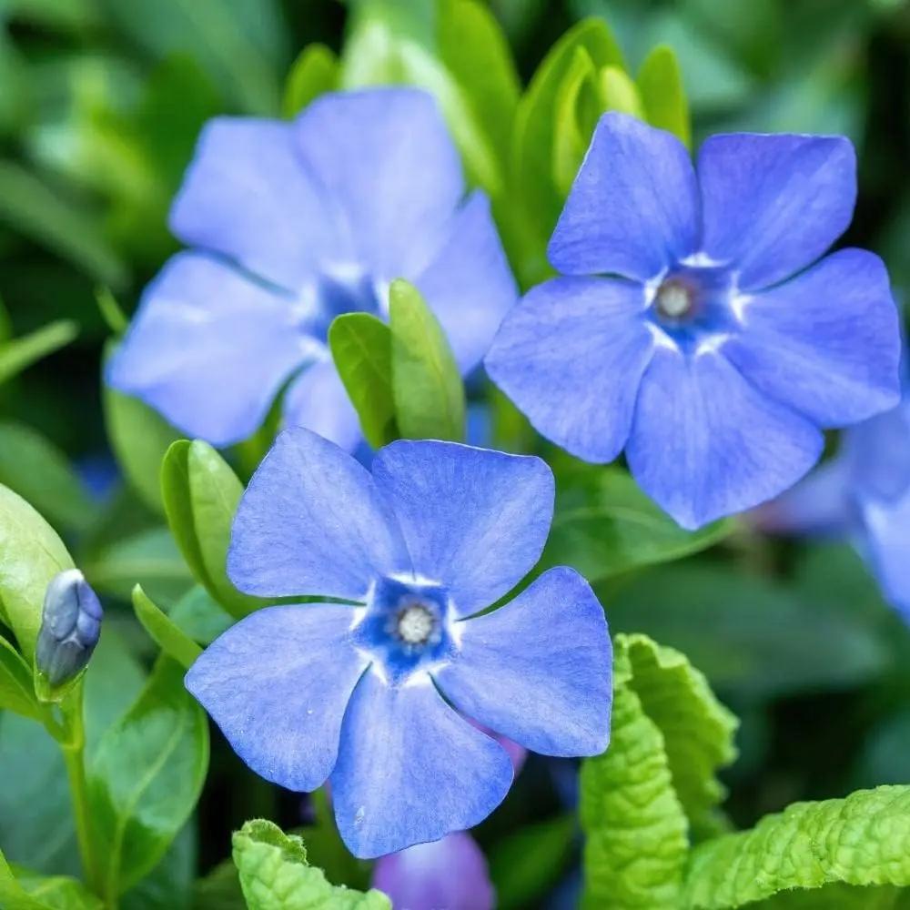 Vinca Minor Flower Seeds for Planting -NON GMO Seeds Dhara Seeds