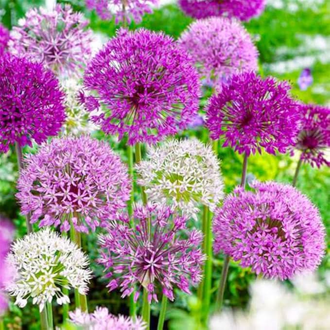 Exotic Giant Allium Multicolor Flower Garden Seeds