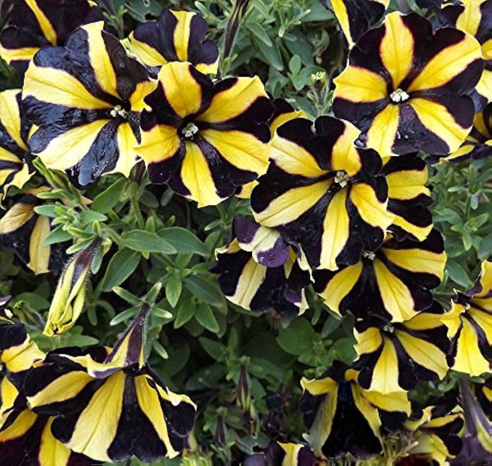 Black Velvet Petunia Yellow Plant Seeds