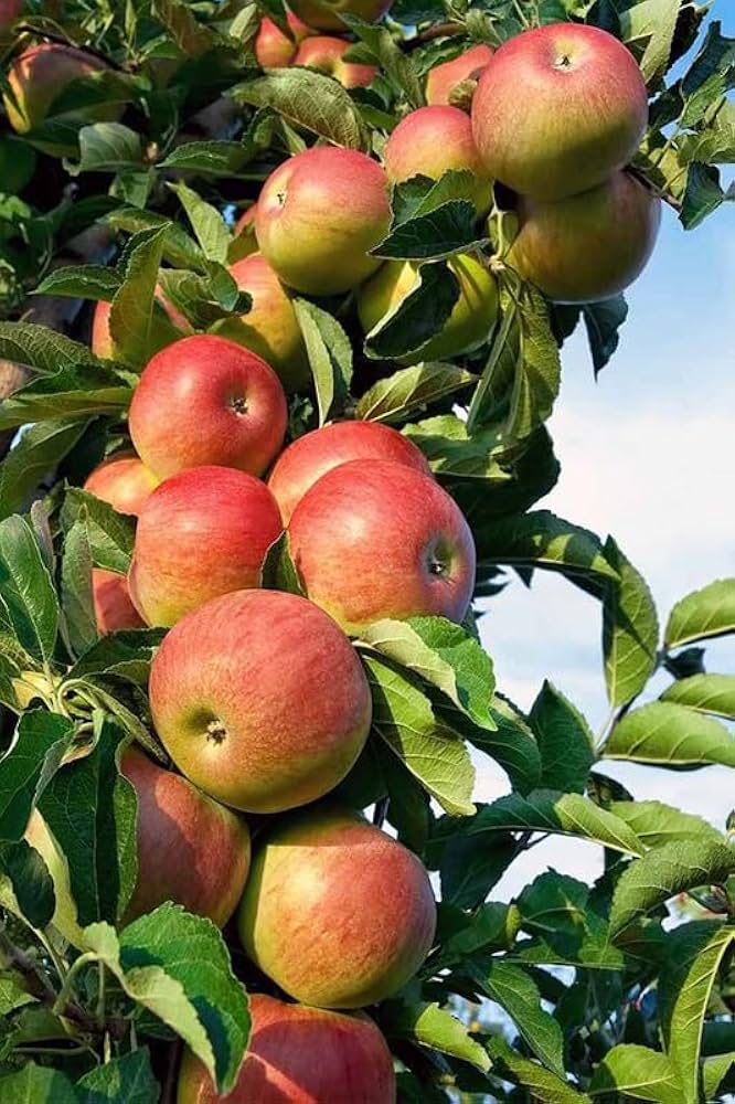 Jonagold Apple – Malus domestica – for planting in home orchard