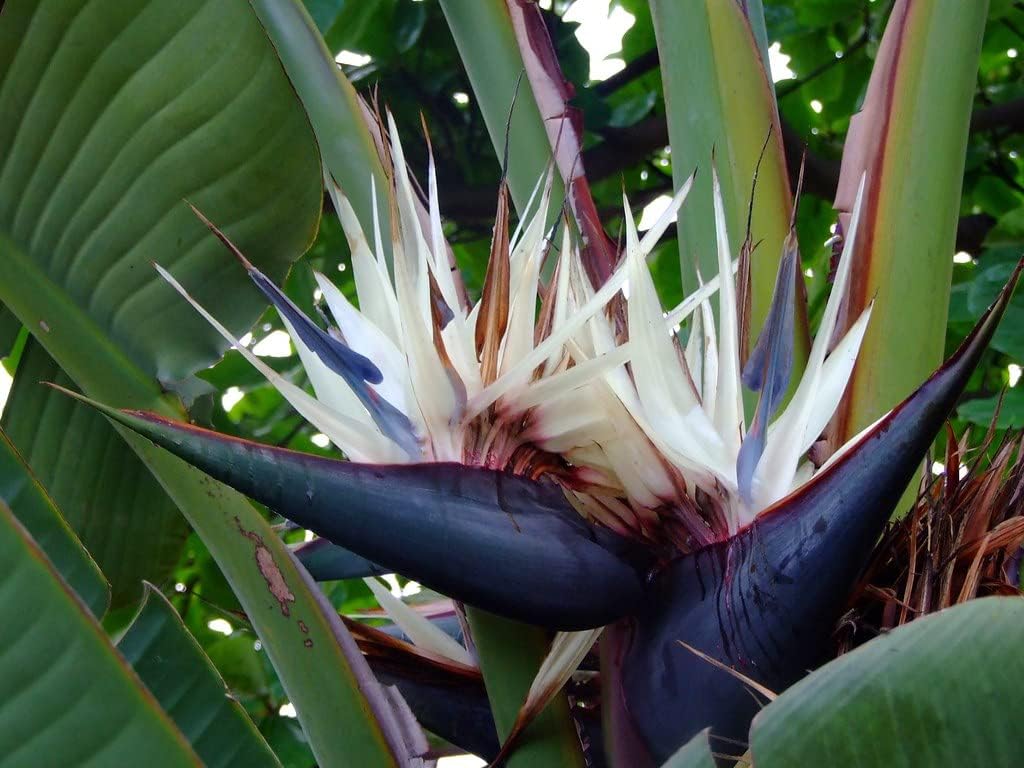 Heirloom Non-GMO White Strelitzia Reginae Houseplant Seeds for Planting – Exotic Bird of Paradise Seeds for planting in your garden.