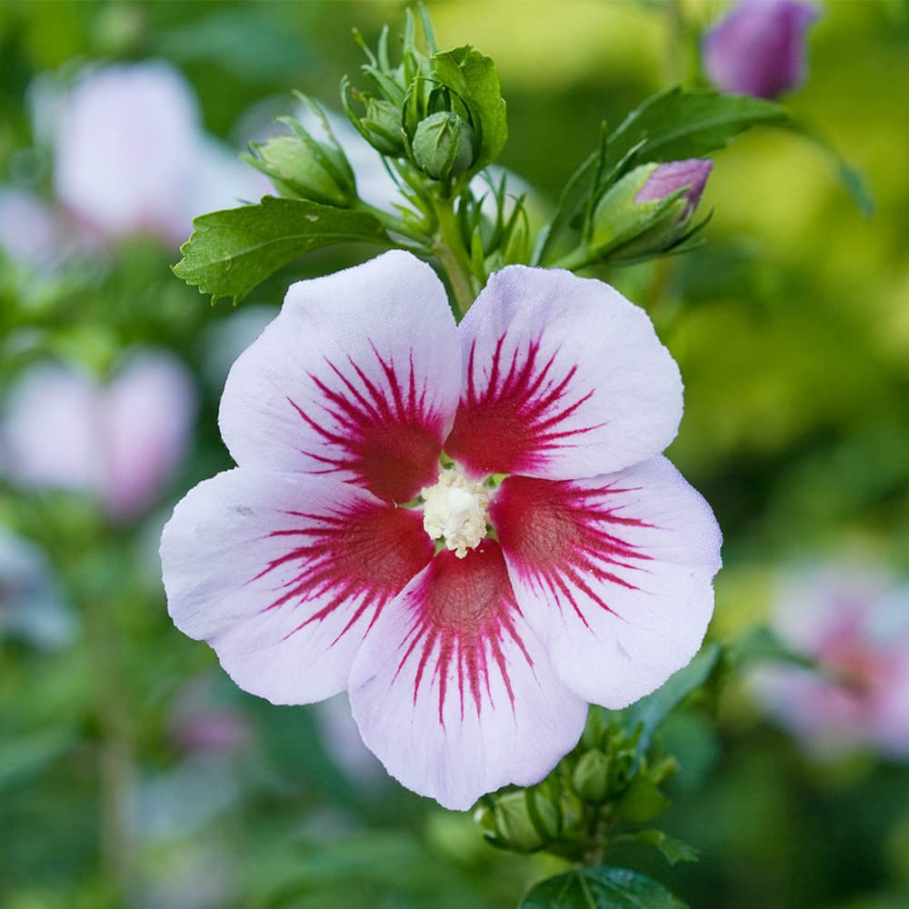 Mixed Colors Rose of Sharon Hibiscus Syriacus Flower Tree Bush Shrub Seeds