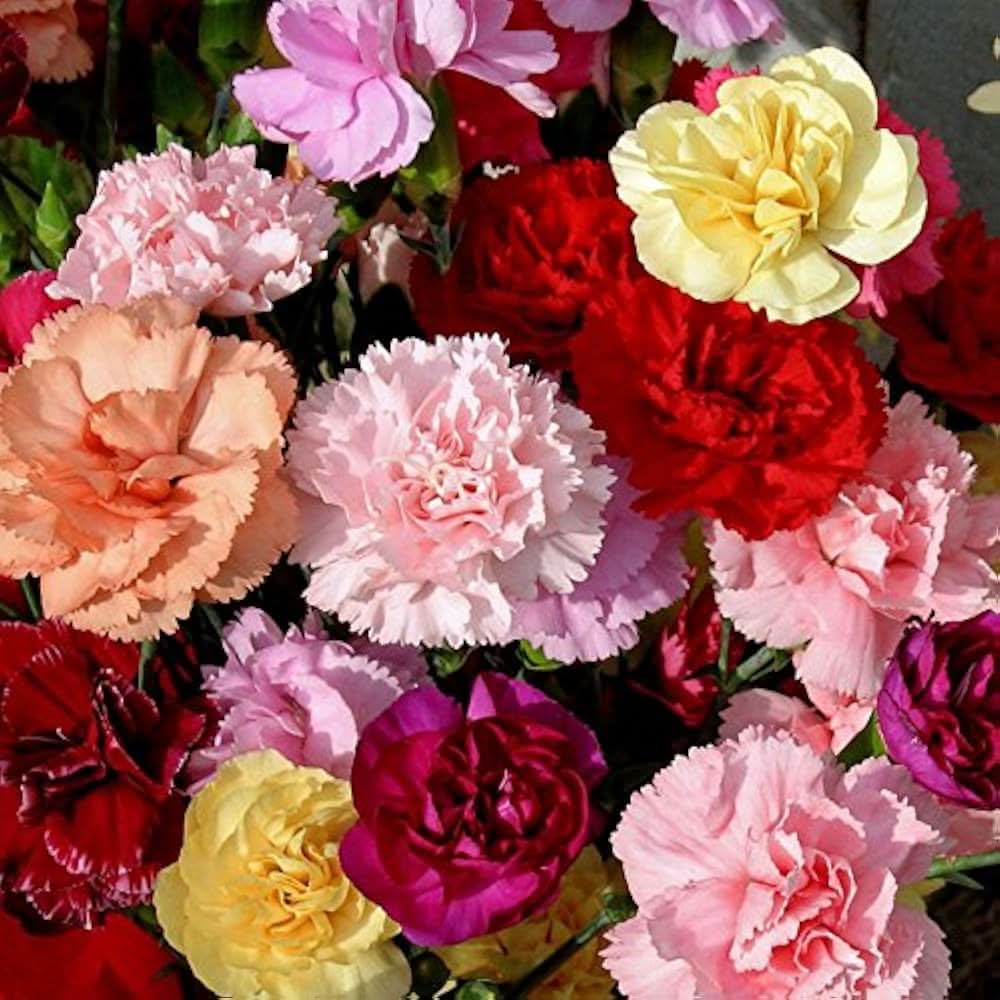 Carnation Dianthus caryophyllus Flower Seeds for home garden and indoor pots