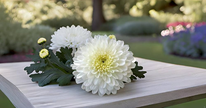 White Chrysanthemum or Quercifolia Flower Seeds for Planting - NON GMO Seeds