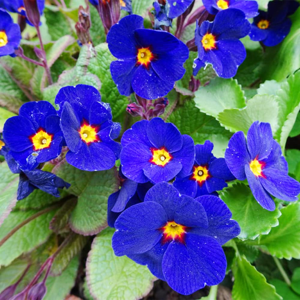 Common Blue Primrose Flowering Seeds, Blue early-blooming annual