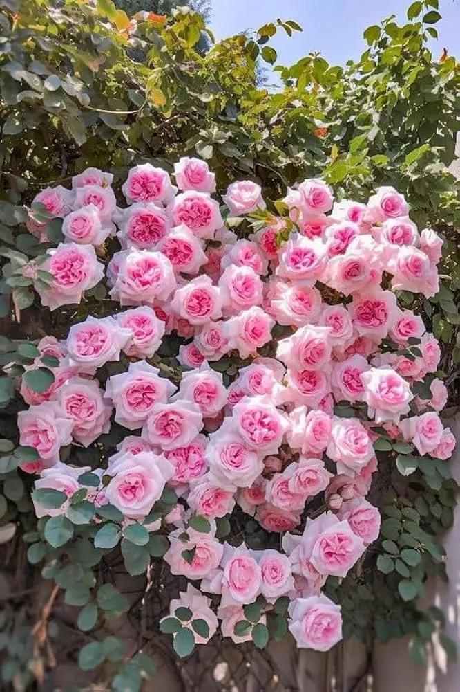 Light Pink Climbing Rose Plant Seeds for Planting - Non-GMO Heirloom Garden Seeds for Growth for planting in home garden
