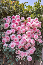 Climbing Rose Flower Rosa spp. for planting in flower bed and home garden