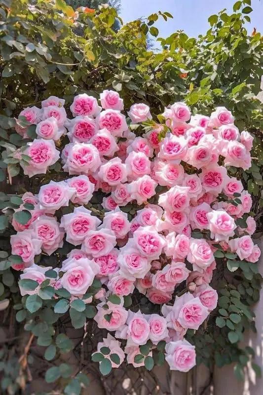 Light Pink Climbing Rose Plant Seeds for Planting - Non-GMO Heirloom Garden Seeds for Growth Dhara Seeds