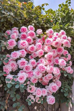 Light Pink Climbing Rose Plant Seeds for Planting - Non-GMO Heirloom Garden Seeds for Growth Dhara Seeds