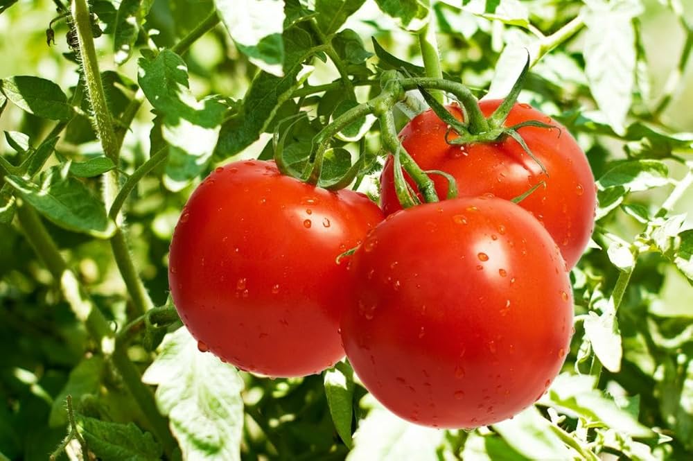 Tomato Solanum Lycopersicum Rare Hayslip Canning Vegetable Seeds for Planting – Ideal for Preserving and Home Garden Harvest