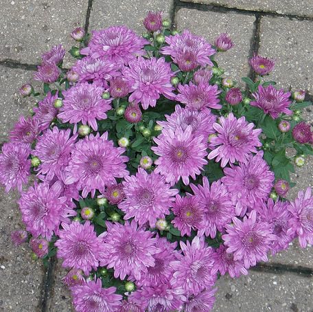 Purple Chrysanthemum Flower - Heirloom, Non - Gmo Seeds