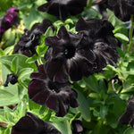 close-up of rich textured petals of Black Velvet petunia

