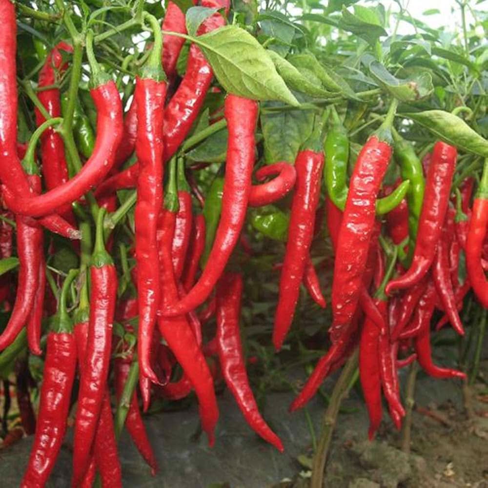 Giant Red Hot Pepper Spicy Chili Seeds for Garden