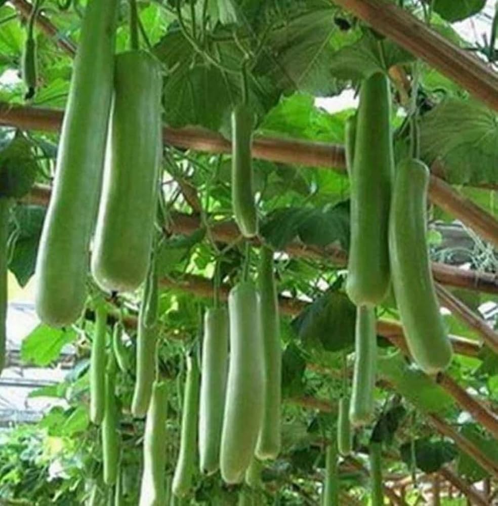 Bottle Gourd Lagenaria Siceraria Seeds