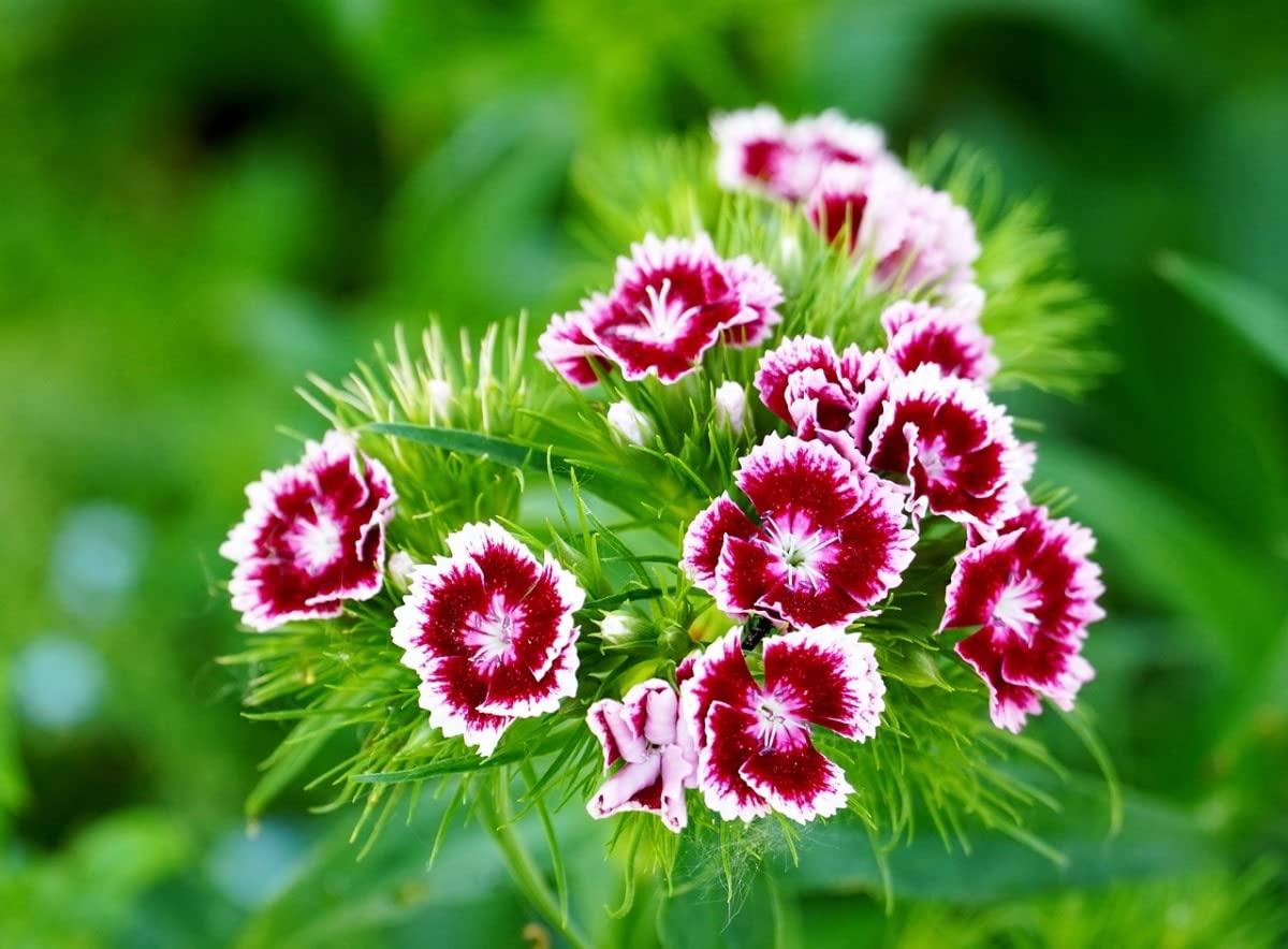 Dianthus Dianthus Barbatus Sonata Mix Flower Seeds for Planting