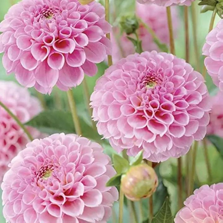 organic-pink-pompon-dahlia-flower-seeds

