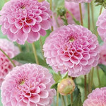organic-pink-pompon-dahlia-flower-seeds

