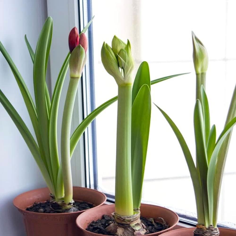 Amaryllis Flower Barbados Lily Plant Seeds