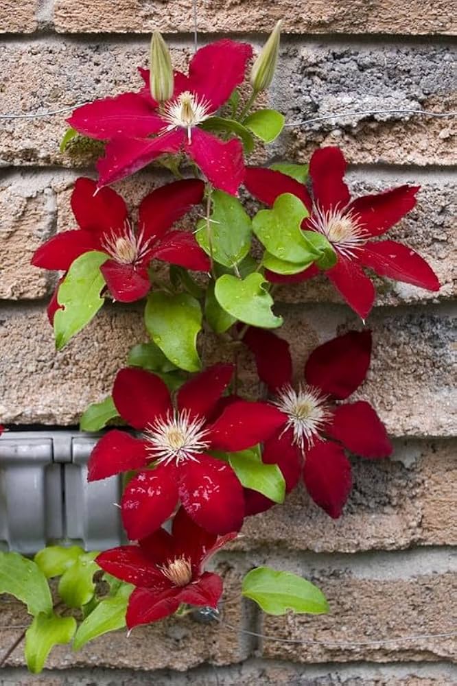 Clematis Clematis Hybrida Maroon Lila Flower Seeds for Planting – Suitable for Vertical Garden and Trellis Decor