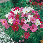 Dwarf Schwefel Cosmos Mix for garden flower planting