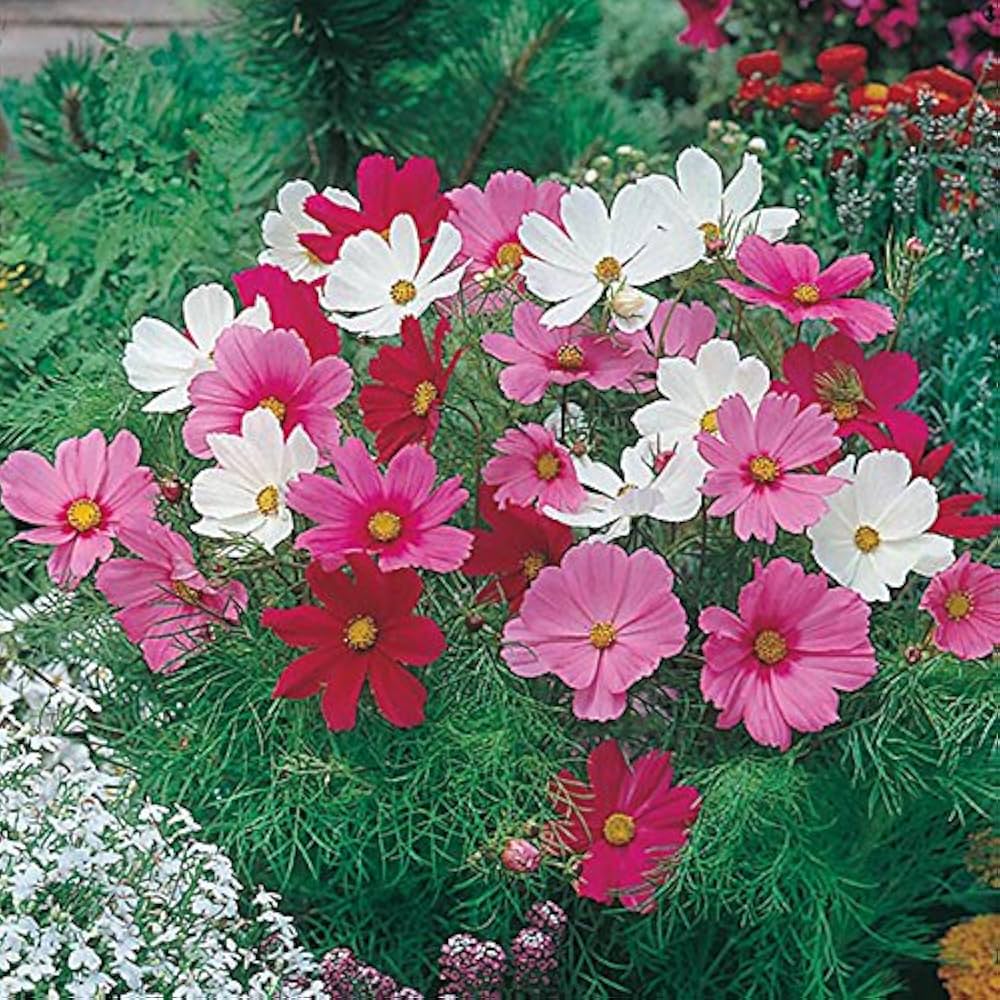 Dwarf Schwefel Cosmos Mix for garden flower planting