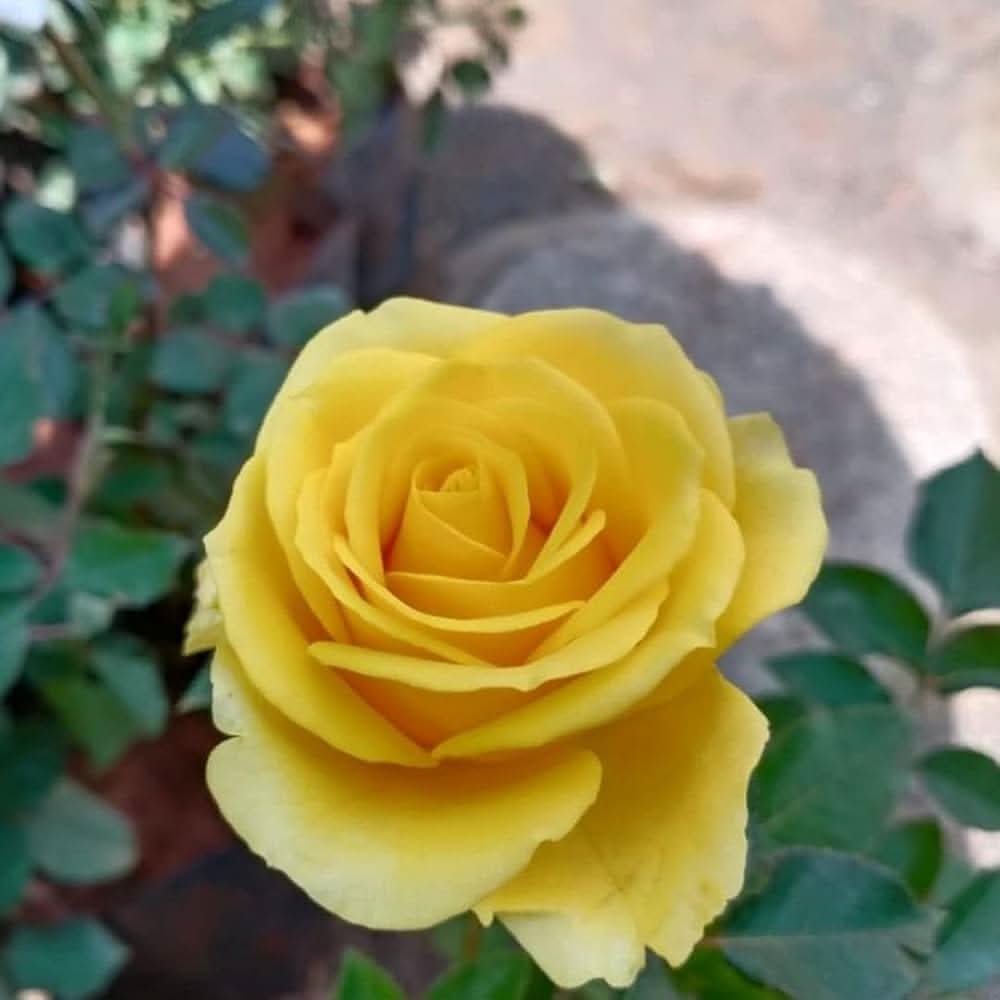 Yunnan Yellow Rose Rare Flowering Seeds For Planting
