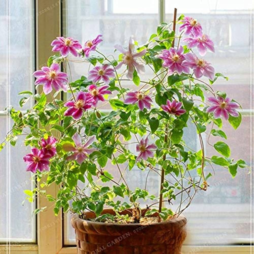 Clematis Flower Seeds Mix