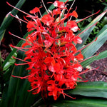Kahili Ginger Lily Hedychium gardnerianum for planting