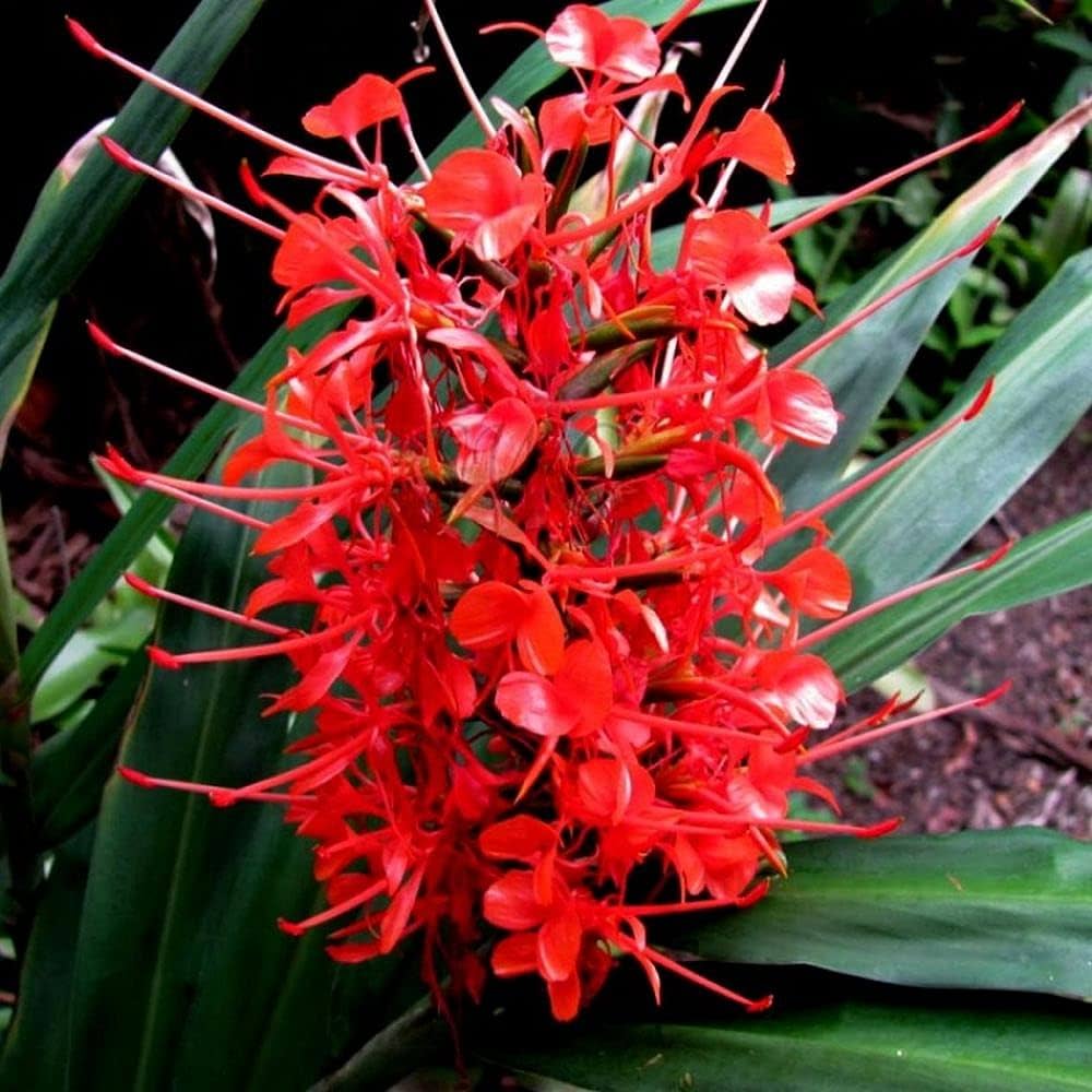 Kahili Ginger Lily Hedychium gardnerianum for planting
