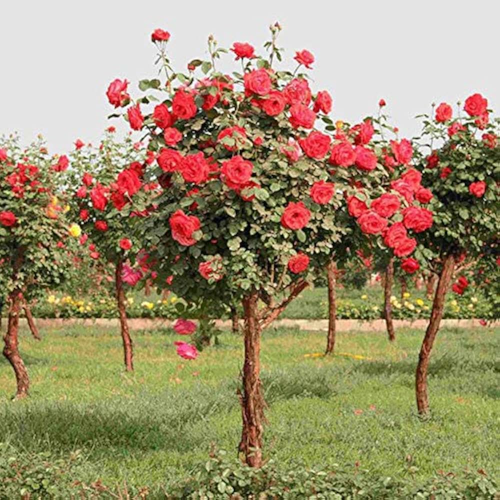 Rose Tree Rosa spp. flowering tree seeds for planting in garden landscapes and patios