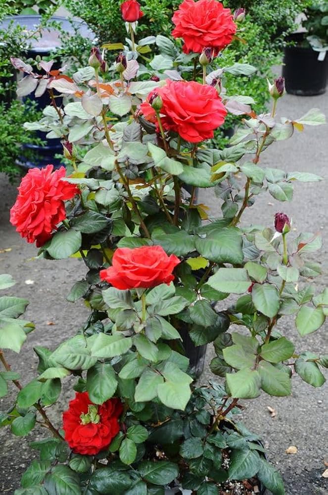 Rose  Hybrida Holland Flower Seeds for Planting in vertical garden or backyard landscaping