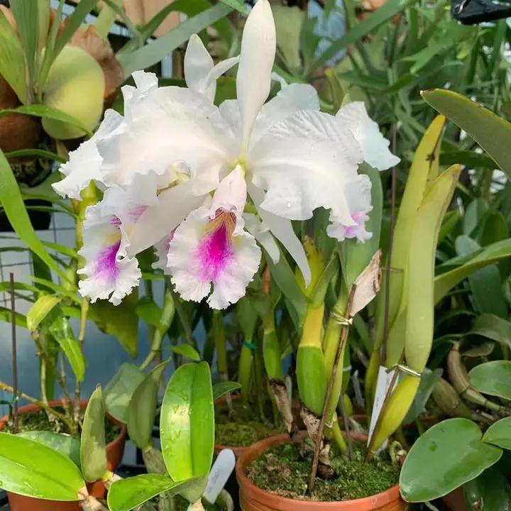 White Pink Cattleya Hybrida Flower Seeds for Planting - NON GMO Seeds Dhara Seeds
